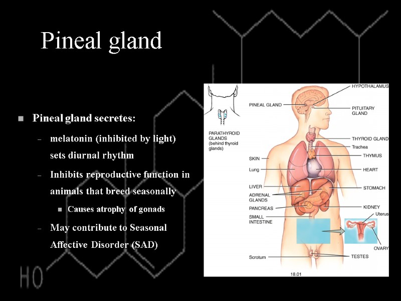 Pineal gland  Pineal gland secretes: melatonin (inhibited by light) sets diurnal rhythm Inhibits
